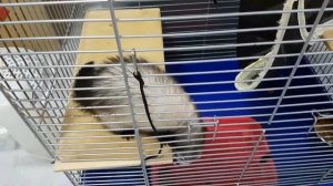 Чем кормить хорька в домашних условиях? Паприка кушает яйцо