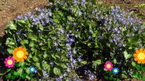 Колокольчик продырявленный. Краткий обзор, описание характеристик campanula fenestrellata