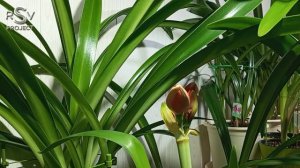 Hippeastrum Double Dragon Time Lapse | 02.2023