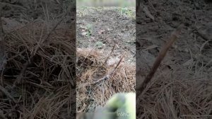 Заречное 2 апреля 2023