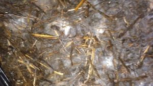 Зарастание Мицелия. 8 день после посева.