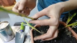 Цветы пролески. Посадка цветущих в горшок для балкона.