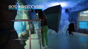 Океанариум - АНАПСКИЙ ДЕЛЬФИНАРИЙ НА ПИОНЕРСКОМ ПРОСПЕКТЕ 20А