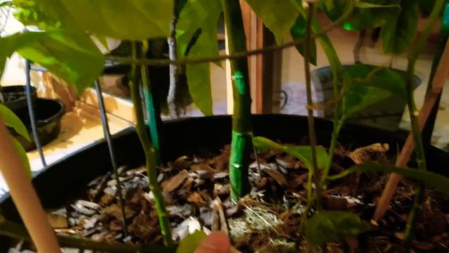 Purple passion fruit is ripe!!!! Container grown in MN смотреть онлайн