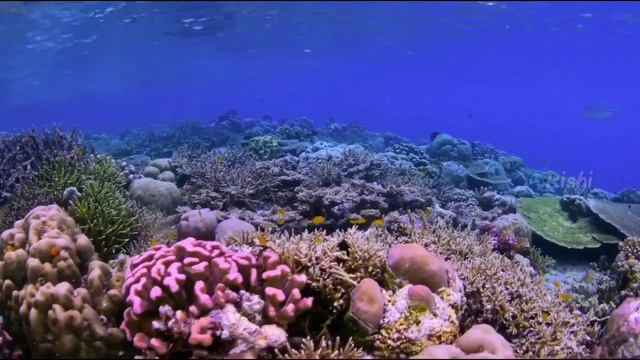 || Billie Eilish - Lovely || violin cover смотреть онлайн