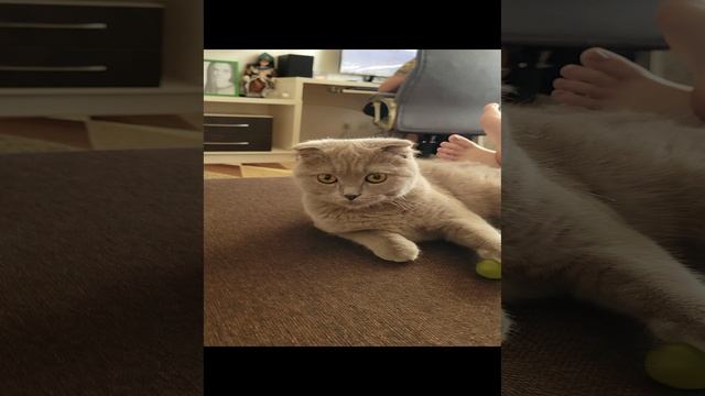 шотландская лиловая кошка
