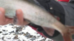 Верхняя терсь.