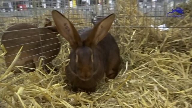 Бельгийский заяц красно коричневый Noordscow 2015 Голландия смотреть онлайн