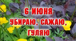 6 июня. Убираю, сажаю, гуляю