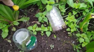 Укоренение черенков туи. Результат меня порадовал!