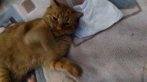 злой кот нападает на человека 2018 год