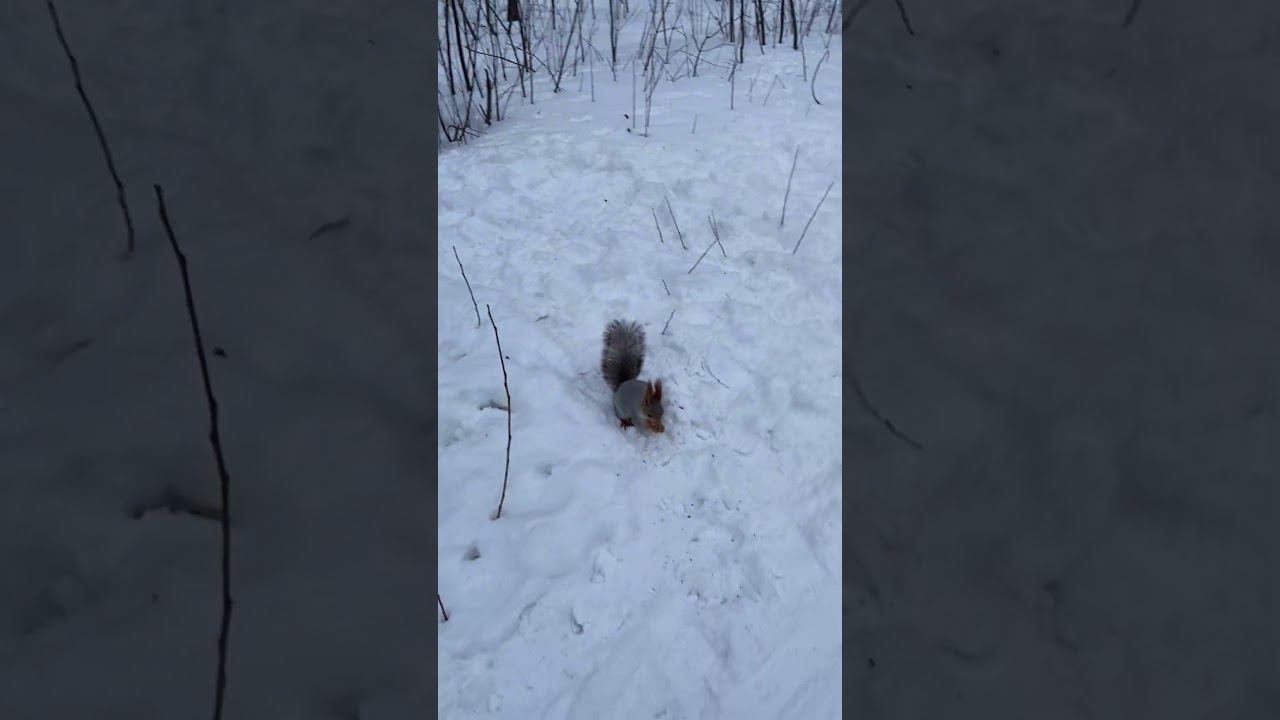 Белочки в Парке. Лесная Сказка смотреть онлайн