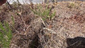 Клюква и гербицид // Первое впечатление