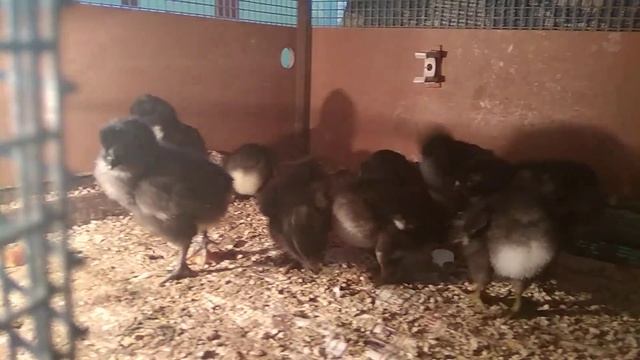 Цыплята джерсийского гиганта смотреть онлайн