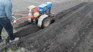 Как посеять морковь на тяжелом грунте и получить отличный урожай!