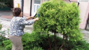 Обрезка ХВОЙНИКОВ. Обрезаем ТУЮ. Делаем полусферу на ножке.