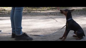 Дрессировка цвергпинчера