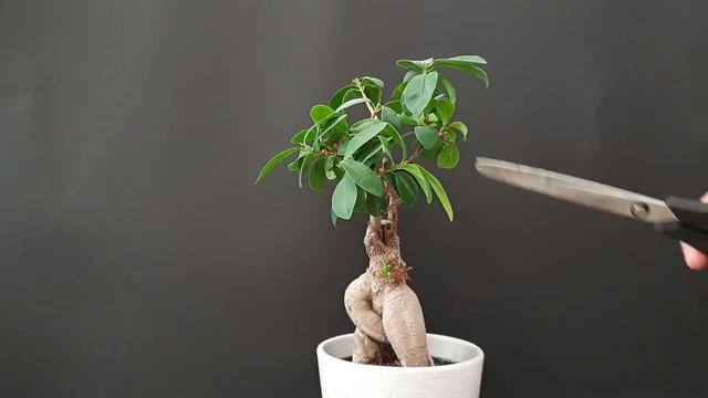 Pruning Ficus Ginseng Bonsai смотреть онлайн