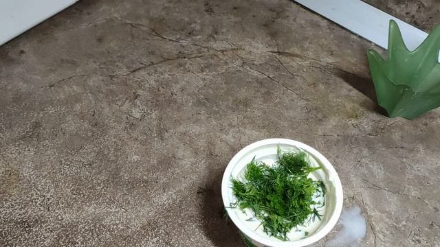Тыква, тушенная в сметанном соусе, с зеленью и чесноком.