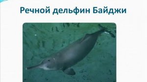 Удивительные животные нашей планеты  Часть 1