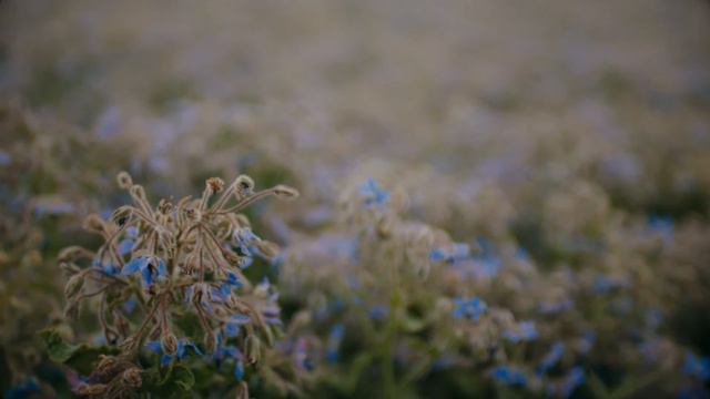 Discover more about Borage with James Wong смотреть онлайн