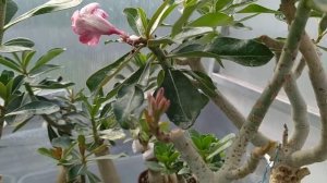 Прививка ,, под сверло,, - результат. Цветущие адениумы 27 мая 2021.