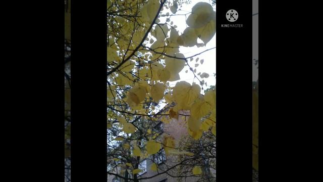 Осеннее настроение #осень #осень2021 #осеньзолотая #осеннеенастроение #осенний #осеньонлайн