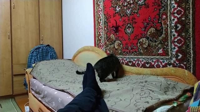 Кошка играет с игрушками и точит когти об ковёр :) смотреть онлайн