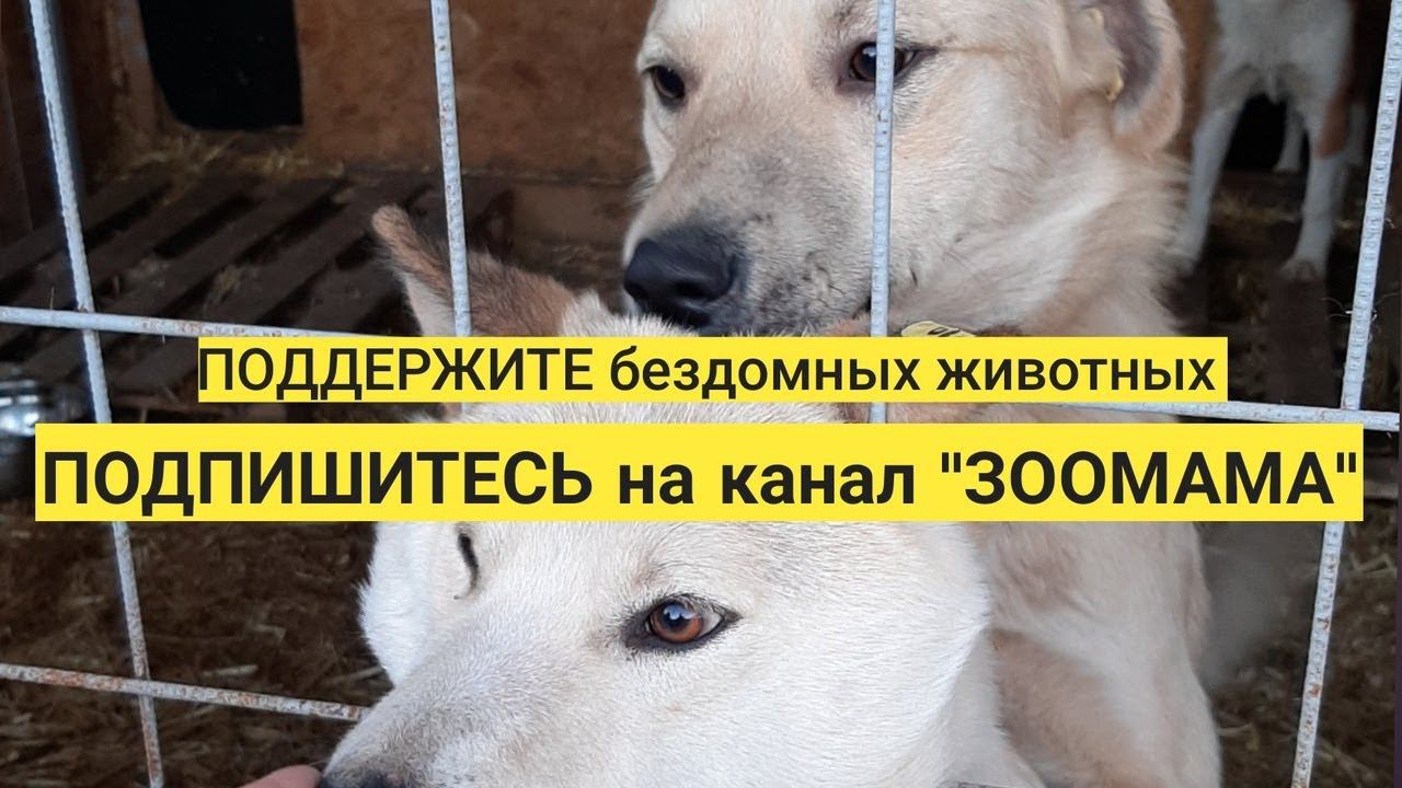 Зоомама | Кто я и для чего я здесь?