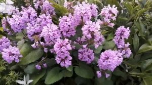 №294На смену цветению белого пиона пришло сиреневое чудо буквица.Помогите с названием белого цветка.