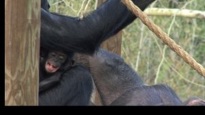 BONOBO INFANT MAKING FUNNY FACES