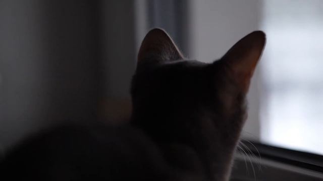 Незваный гость. смотреть онлайн