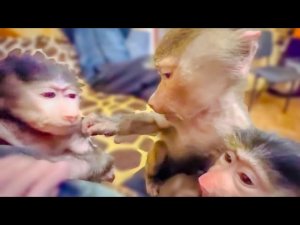 СМЕХ да и только! Люся так смешно принимает Маню в наш ЖЕНСКИЙ КОЛЛЕКТИВ, а Влад со Стёпой ОТДЫХАЮ