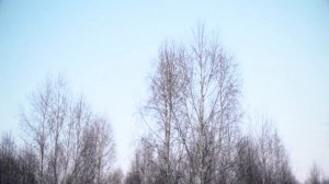 Охота на вальдшнепа с друзьями.