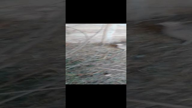 Охотничьи промысловые фазаны