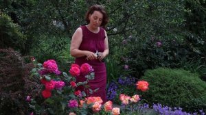 3 Совета Лета.  Июнь в саду, Лаванда и розы.