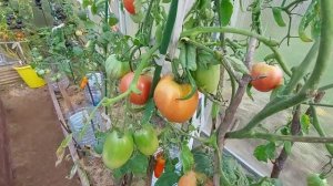 мои помидоры и перцы в октябре, из архива, снято 09.10.22