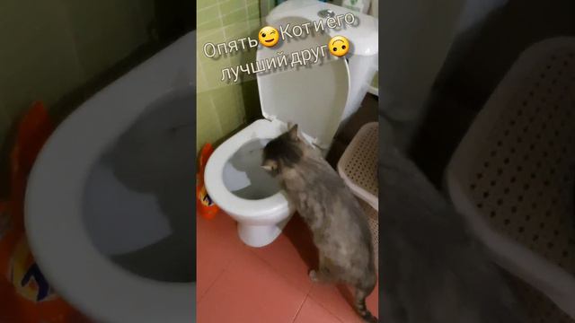 Кот обнимается с унитазом😋 Кот и его лучший друг😊 смешные коты и кошки😉