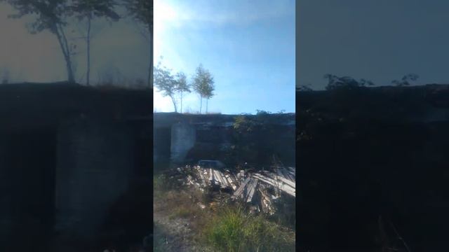 Деревья растут на крыше! смотреть онлайн