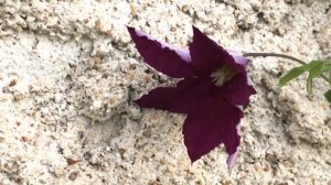 Clématite 'Clematis patens The Vagabond' Tapis floral beauté murale