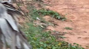 Village Pets Mating - Dogs Breeding And Playful in Field - Asian Dog Blog