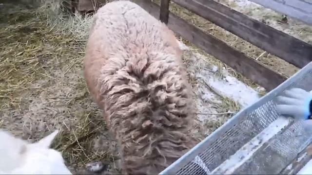 Катумские Овцы / Голштинская корова / Шипперке овчарка смотреть онлайн