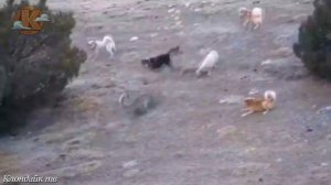 Волки атакуют коров и овец.