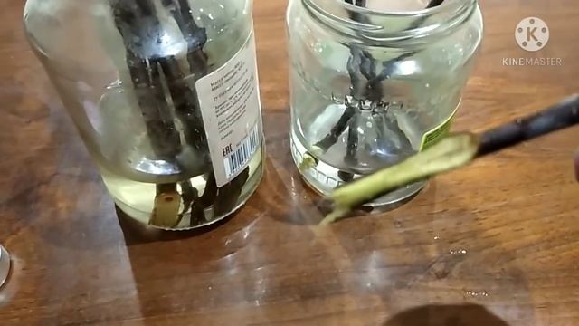 Способ укоренения черенков яблони.