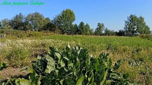 Спокойное утро.  Маленький котик никуда не убежал, остался у нас! Нам он очень понравился!