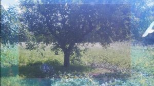 День добрый, леса и поля