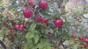 Вкуснейшее из Делишесов. Яблоки сорт зимний Глостер ( apple Gloster). Обзор в октябре