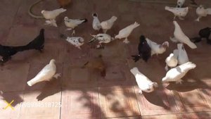 приехал гости в Бухару ака Шавкату Бухарские голуби,полёт голубей в небе молодёжь❗❗❗?????