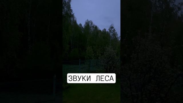 Звуки Ночного Леса 🌳 #природа