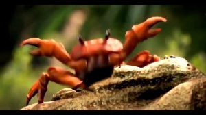 СУМАСШЕДШИЕ КРАБЫ УСТРОИЛИ РЕЙВ В САН ФРАНЦИСКО